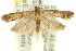  ( - 11ANIC-14259)  @13 [ ] CreativeCommons - Attribution (2011) ANIC/CBG Photography Group Centre for Biodiversity Genomics