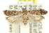 ( - 11ANIC-14261)  @15 [ ] CreativeCommons - Attribution (2011) ANIC/CBG Photography Group Centre for Biodiversity Genomics