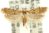  ( - 11ANIC-14273)  @15 [ ] CreativeCommons - Attribution (2011) ANIC/CBG Photography Group Centre for Biodiversity Genomics