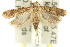 ( - 11ANIC-14274)  @12 [ ] CreativeCommons - Attribution (2011) ANIC/CBG Photography Group Centre for Biodiversity Genomics