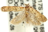  ( - 11ANIC-14275)  @14 [ ] CreativeCommons - Attribution (2011) ANIC/CBG Photography Group Centre for Biodiversity Genomics