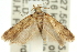  ( - 11ANIC-14276)  @13 [ ] CreativeCommons - Attribution (2011) ANIC/CBG Photography Group Centre for Biodiversity Genomics