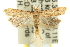 ( - 11ANIC-14278)  @15 [ ] CreativeCommons - Attribution (2011) ANIC/CBG Photography Group Centre for Biodiversity Genomics