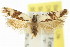  ( - 11ANIC-14366)  @11 [ ] CreativeCommons - Attribution (2011) ANIC/CBG Photography Group Centre for Biodiversity Genomics