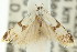  ( - 11ANIC-14370)  @13 [ ] CreativeCommons - Attribution (2011) ANIC/CBG Photography Group Centre for Biodiversity Genomics