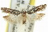  ( - 11ANIC-14508)  @14 [ ] CreativeCommons - Attribution (2011) ANIC/CBG Photography Group Centre for Biodiversity Genomics