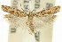  ( - 11ANIC-14531)  @13 [ ] CreativeCommons - Attribution (2011) ANIC/CBG Photography Group Centre for Biodiversity Genomics