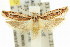 ( - 11ANIC-14555)  @11 [ ] CreativeCommons - Attribution (2011) ANIC/CBG Photography Group Centre for Biodiversity Genomics