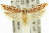  ( - 11ANIC-14556)  @11 [ ] CreativeCommons - Attribution (2011) ANIC/CBG Photography Group Centre for Biodiversity Genomics