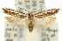  ( - 11ANIC-14581)  @11 [ ] CreativeCommons - Attribution (2011) ANIC/CBG Photography Group Centre for Biodiversity Genomics