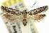  (Ardozyga amblopis - 11ANIC-14584)  @15 [ ] CreativeCommons - Attribution (2011) ANIC/CBG Photography Group Centre for Biodiversity Genomics