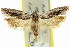  ( - 11ANIC-14585)  @11 [ ] CreativeCommons - Attribution (2011) ANIC/CBG Photography Group Centre for Biodiversity Genomics