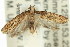  ( - 11ANIC-14589)  @14 [ ] CreativeCommons - Attribution (2011) ANIC/CBG Photography Group Centre for Biodiversity Genomics