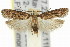  ( - 11ANIC-14590)  @15 [ ] CreativeCommons - Attribution (2011) ANIC/CBG Photography Group Centre for Biodiversity Genomics