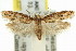  ( - 11ANIC-14591)  @15 [ ] CreativeCommons - Attribution (2011) ANIC/CBG Photography Group Centre for Biodiversity Genomics