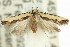  (Ardozyga catarrhacta - 11ANIC-14620)  @15 [ ] CreativeCommons - Attribution (2011) ANIC/CBG Photography Group Centre for Biodiversity Genomics