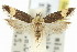  ( - 11ANIC-14647)  @11 [ ] CreativeCommons - Attribution (2011) ANIC/CBG Photography Group Centre for Biodiversity Genomics