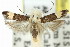  ( - 11ANIC-14648)  @13 [ ] CreativeCommons - Attribution (2011) ANIC/CBG Photography Group Centre for Biodiversity Genomics