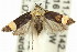  ( - 11ANIC-14651)  @11 [ ] CreativeCommons - Attribution (2011) ANIC/CBG Photography Group Centre for Biodiversity Genomics