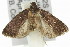  ( - 11ANIC-14670)  @13 [ ] CreativeCommons - Attribution (2011) ANIC/CBG Photography Group Centre for Biodiversity Genomics