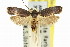  ( - 11ANIC-14690)  @11 [ ] CreativeCommons - Attribution (2011) ANIC/CBG Photography Group Centre for Biodiversity Genomics