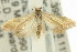  ( - 11ANIC-14733)  @14 [ ] CreativeCommons - Attribution (2011) ANIC/CBG Photography Group Centre for Biodiversity Genomics