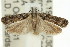  (Ardozyga eumela - 11ANIC-14752)  @15 [ ] CreativeCommons - Attribution (2011) ANIC/CBG Photography Group Centre for Biodiversity Genomics
