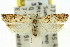  ( - 11ANIC-14775)  @11 [ ] CreativeCommons - Attribution (2011) ANIC/CBG Photography Group Centre for Biodiversity Genomics