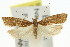  ( - 11ANIC-14799)  @11 [ ] CreativeCommons - Attribution (2011) ANIC/CBG Photography Group Centre for Biodiversity Genomics