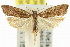  ( - 11ANIC-14800)  @11 [ ] CreativeCommons - Attribution (2011) ANIC/CBG Photography Group Centre for Biodiversity Genomics