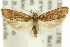  ( - 11ANIC-14801)  @11 [ ] CreativeCommons - Attribution (2011) ANIC/CBG Photography Group Centre for Biodiversity Genomics