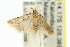  ( - 11ANIC-14805)  @13 [ ] CreativeCommons - Attribution (2011) ANIC/CBG Photography Group Centre for Biodiversity Genomics