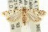  ( - 11ANIC-14806)  @14 [ ] CreativeCommons - Attribution (2011) ANIC/CBG Photography Group Centre for Biodiversity Genomics