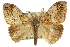  (Orgyia australis - 11ANIC-14835)  @15 [ ] CreativeCommons - Attribution (2011) ANIC/CBG Photography Group Centre for Biodiversity Genomics