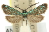  (Pollanisus sp. ANIC1 - 11ANIC-14852)  @11 [ ] CreativeCommons - Attribution (2011) ANIC/CBG Photography Group Centre for Biodiversity Genomics