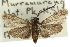  ( - 11ANIC-14853)  @14 [ ] CreativeCommons - Attribution (2011) ANIC/CBG Photography Group Centre for Biodiversity Genomics