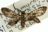  ( - 11ANIC-14854)  @13 [ ] CreativeCommons - Attribution (2011) ANIC/CBG Photography Group Centre for Biodiversity Genomics