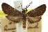  ( - 11ANIC-14857)  @11 [ ] CreativeCommons - Attribution (2011) ANIC/CBG Photography Group Centre for Biodiversity Genomics