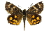  ( - 11ANIC-14867)  @15 [ ] CreativeCommons - Attribution (2011) ANIC/CBG Photography Group Centre for Biodiversity Genomics
