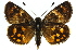  ( - 11ANIC-14868)  @15 [ ] CreativeCommons - Attribution (2011) ANIC/CBG Photography Group Centre for Biodiversity Genomics