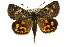  (Synemon sophia - 11ANIC-14870)  @15 [ ] CreativeCommons - Attribution (2011) ANIC/CBG Photography Group Centre for Biodiversity Genomics