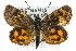  (Synemon discalis - 11ANIC-14873)  @15 [ ] CreativeCommons - Attribution (2011) ANIC/CBG Photography Group Centre for Biodiversity Genomics