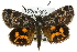  ( - 11ANIC-14876)  @15 [ ] CreativeCommons - Attribution (2011) ANIC/CBG Photography Group Centre for Biodiversity Genomics