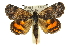  (Synemon notha - 11ANIC-14880)  @15 [ ] CreativeCommons - Attribution (2011) ANIC/CBG Photography Group Centre for Biodiversity Genomics