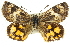  ( - 11ANIC-14884)  @13 [ ] CreativeCommons - Attribution (2011) ANIC/CBG Photography Group Centre for Biodiversity Genomics
