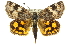 ( - 11ANIC-14885)  @14 [ ] CreativeCommons - Attribution (2011) ANIC/CBG Photography Group Centre for Biodiversity Genomics