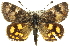  (Synemon maja - 11ANIC-14886)  @15 [ ] CreativeCommons - Attribution (2011) ANIC/CBG Photography Group Centre for Biodiversity Genomics