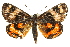  ( - 11ANIC-14887)  @13 [ ] CreativeCommons - Attribution (2011) ANIC/CBG Photography Group Centre for Biodiversity Genomics