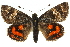  ( - 11ANIC-14888)  @15 [ ] CreativeCommons - Attribution (2011) ANIC/CBG Photography Group Centre for Biodiversity Genomics