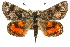  (Synemon magnifica - 11ANIC-14889)  @15 [ ] CreativeCommons - Attribution (2011) ANIC/CBG Photography Group Centre for Biodiversity Genomics